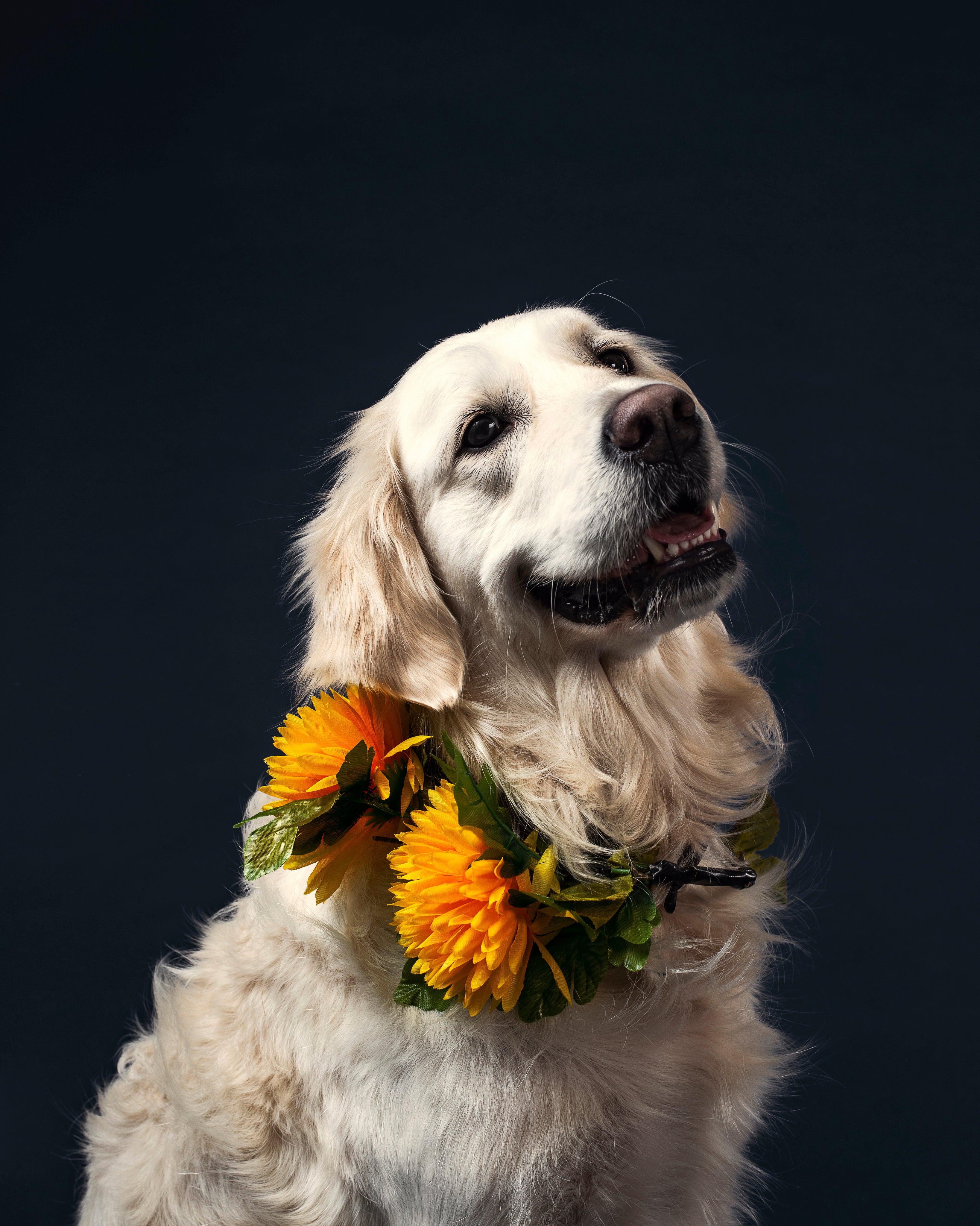 soft-retriever-dog-with-flowers.jpg