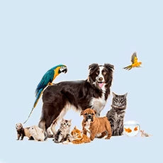 a bunch of animals on a blue background
